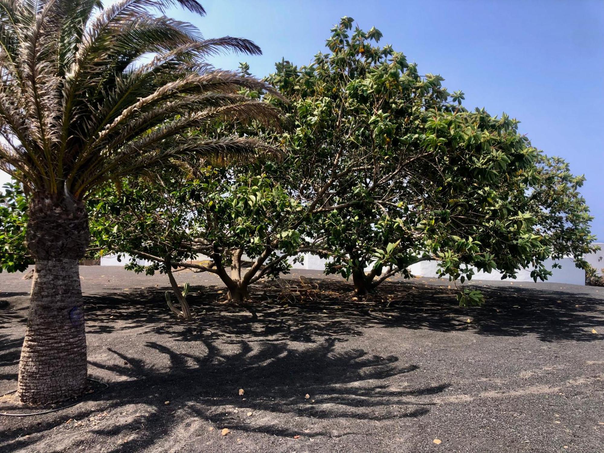 Villa Luciano "Spirit Of The Canaries" Tías Dış mekan fotoğraf